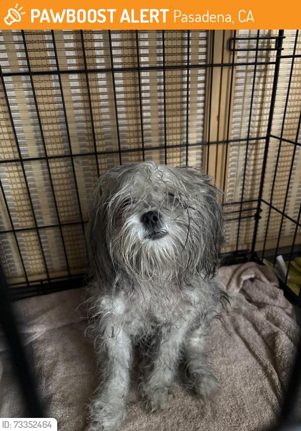 Rehomed Female Dog last seen North Los Robles Ave Pasadena ca 91101, Pasadena, CA 91101