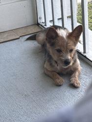 Lost Male Dog last seen Seven Isles, Fort Lauderdale, FL 33301