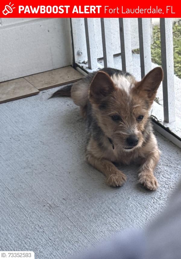 Lost Male Dog last seen Seven Isles, Fort Lauderdale, FL 33301