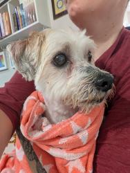 Found/Stray Unknown Dog last seen Haley and Fixel, Jacksonville, FL 32257