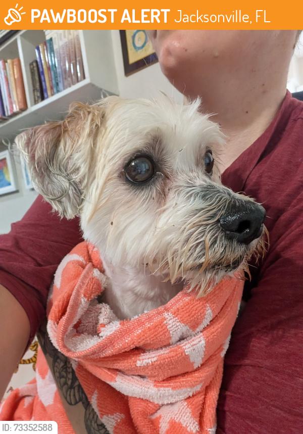 Found/Stray Unknown Dog last seen Haley and Fixel, Jacksonville, FL 32257
