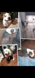 Reunited Male Dog last seen Juanita and Ridgewood rd, Denison, TX 75020