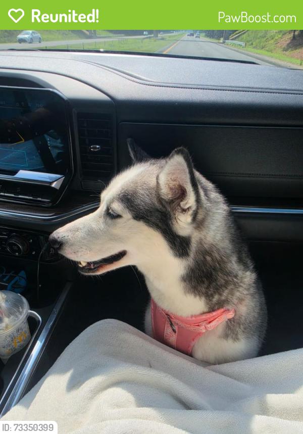Reunited Female Dog last seen Powel hatley dr, Apex, NC 27523