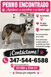 Found/Stray Female Dog last seen nW 121st and 21th ct, Miami, FL 33167