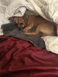 Lost Male Dog last seen Near st my view, Phoenix, AZ 85020