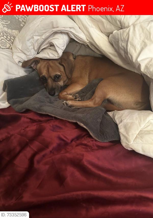 Lost Male Dog last seen Near st my view, Phoenix, AZ 85020