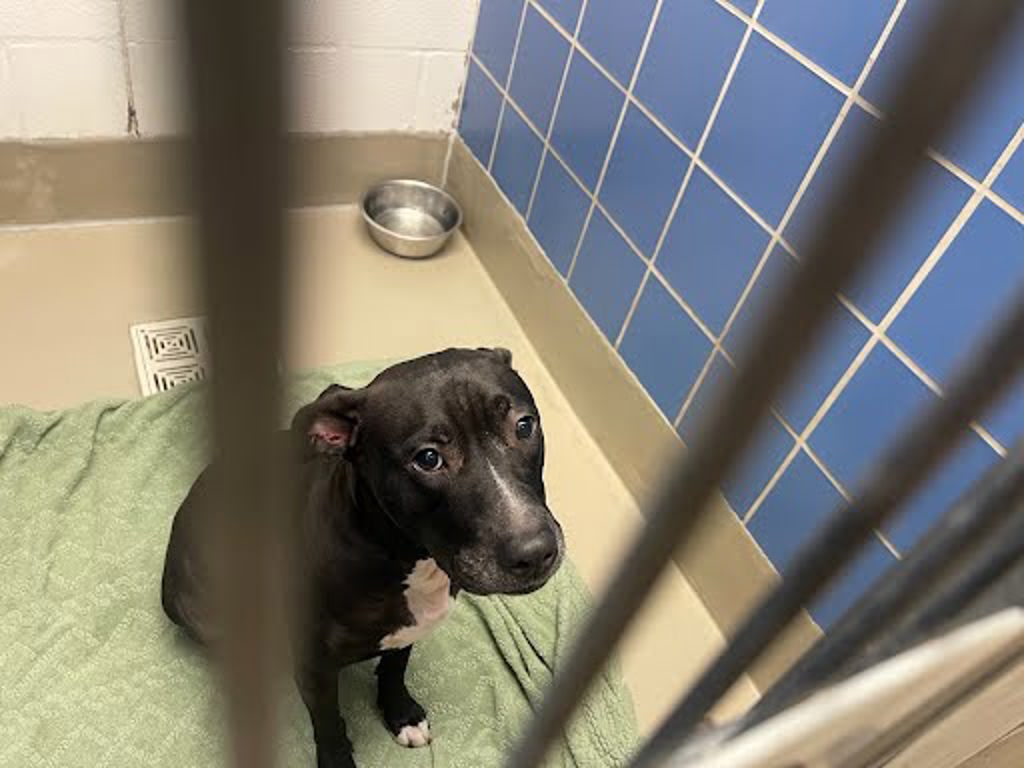 Shelter Stray Unknown Dog last seen Near N Lamar Boulevard, AUSTIN, TX, 78753, 7201 Levander Loop bldg a, Austin, TX 78702, USA