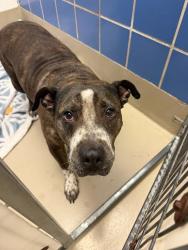 Shelter Stray Female Dog last seen Near Valerian Tea Drive, PFLUGERVILLE, TX, 78660, 7201 Levander Loop bldg a, Austin, TX 78702, USA