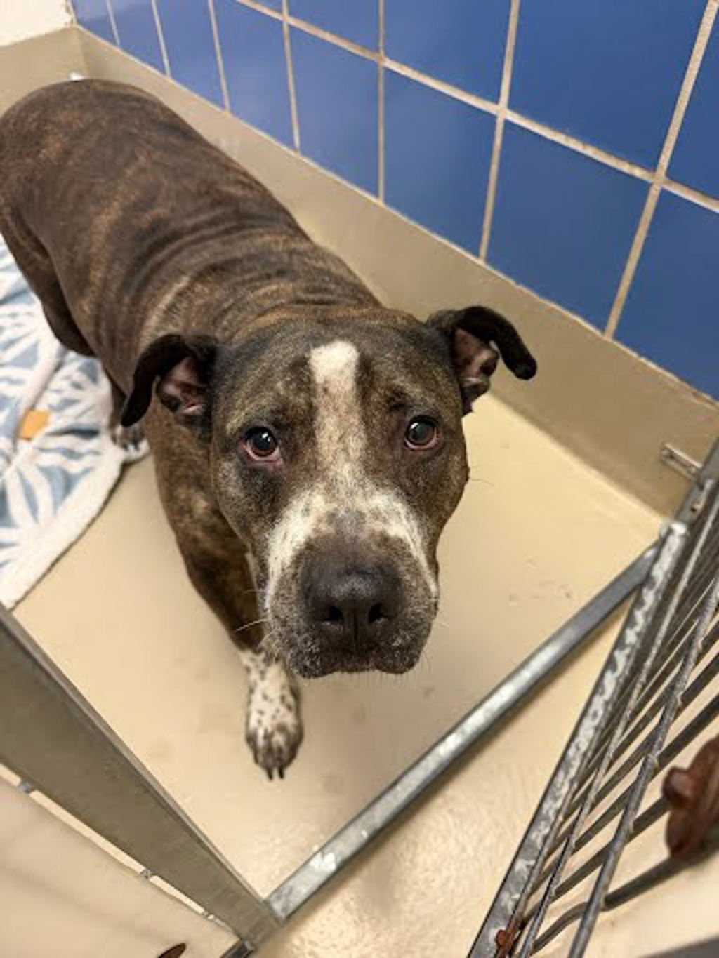 Shelter Stray Female Dog last seen Near Valerian Tea Drive, PFLUGERVILLE, TX, 78660, 7201 Levander Loop bldg a, Austin, TX 78702, USA