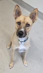 Shelter Stray Male Dog last seen Near E Madison Avenue, El Cajon, CA, 92021, El Cajon, CA 92020, USA