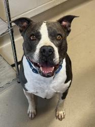 Shelter Stray Female Dog last seen Near Akins Avenue, San Diego, CA, 92114, 5500 Gaines St, San Diego, CA 92110, USA