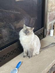Lost Female Cat last seen S Pinery and Ponderosa Timbers and Pinery, The Pinery, CO 80134