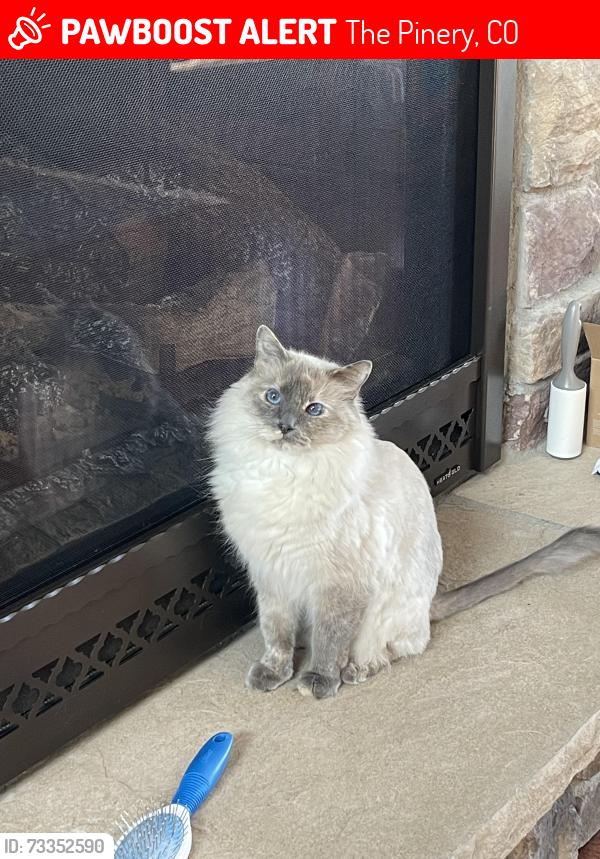 Lost Female Cat last seen S Pinery and Ponderosa Timbers and Pinery, The Pinery, CO 80134