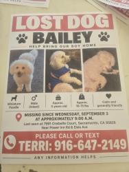 Lost Male Dog last seen Power inn and Stevenson, Sacramento, CA 95828