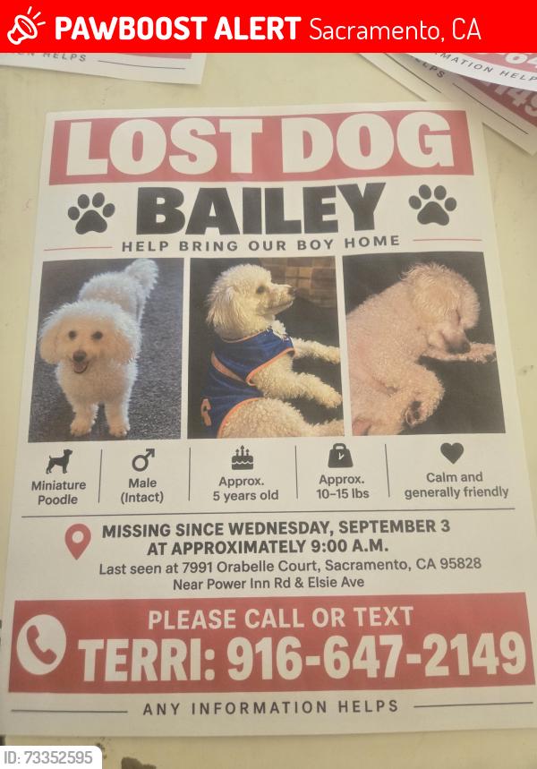 Lost Male Dog last seen Power inn and Stevenson, Sacramento, CA 95828