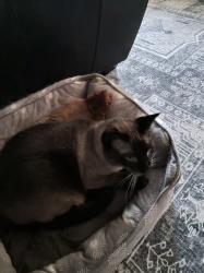 Reunited Male Cat last seen Fayetteville rd and Ten Ten, Raleigh, NC 27603