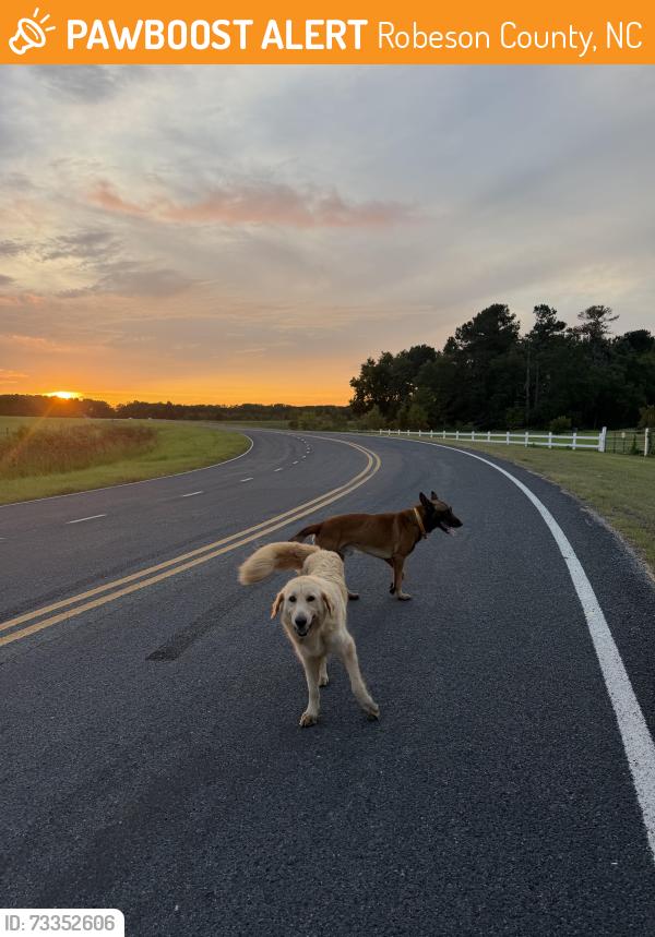 Found/Stray Unknown Dog last seen Corner of Henry Berry Road and W Dew, Robeson County, NC 28383