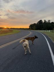 Found/Stray Unknown Dog last seen Corner of Henry Berry Road and W Dew, Robeson County, NC 28383