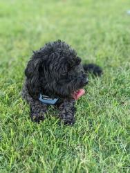 Lost Male Dog last seen Beccles and Dursley, El Paso County, TX 79928