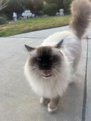 Lost Male Cat last seen Majano Pl Carlsbad, CA 92009 United States, Carlsbad, CA 92009