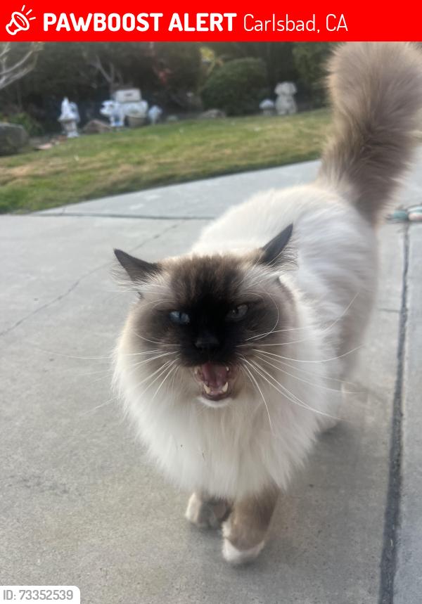 Lost Male Cat last seen Majano Pl Carlsbad, CA 92009 United States, Carlsbad, CA 92009