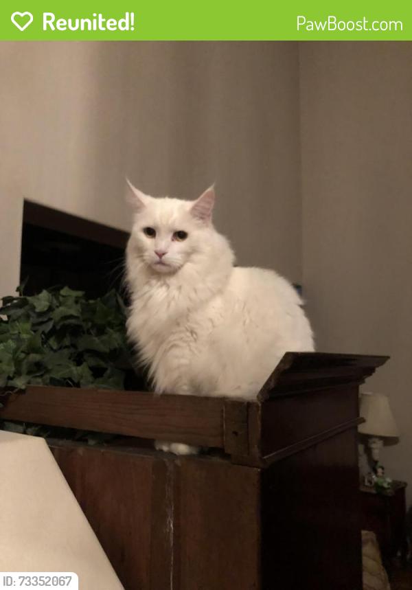 Reunited Male Cat last seen School hse aroad, Gainesville, FL 32608