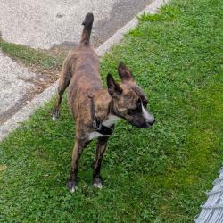 Found/Stray Unknown Dog last seen South 15th Ave and Bell Ave, Yakima, WA 98902
