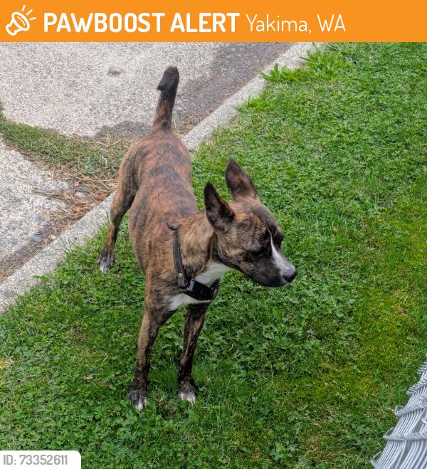 Found/Stray Unknown Dog last seen South 15th Ave and Bell Ave, Yakima, WA 98902