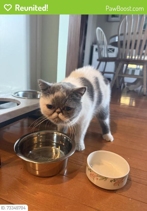 Reunited Female Cat last seen Pleasant valley neighborhood, Chantilly, VA 20151
