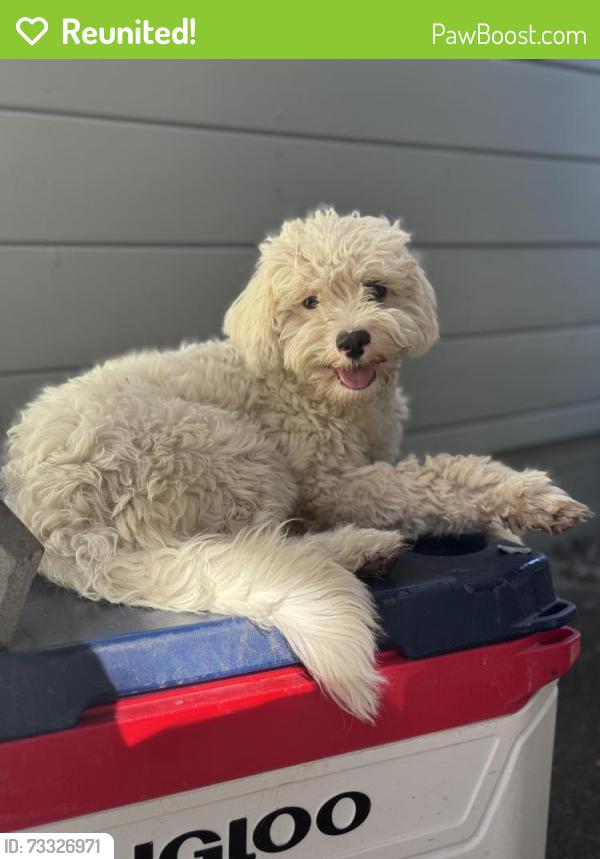 Reunited Female Dog last seen Gidda Loop and Cherry Street, Yuba City, CA 95993