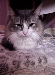 Reunited Female Cat last seen Bonner dr, Houston, TX 77017