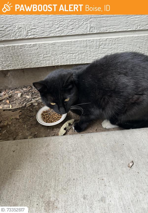 Found/Stray Unknown Cat last seen McMillan, Boise, ID 83713