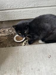 Found/Stray Unknown Cat last seen McMillan, Boise, ID 83713