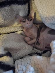 Lost Female Cat last seen Maple St (near High St), Naugatuck, CT 06770