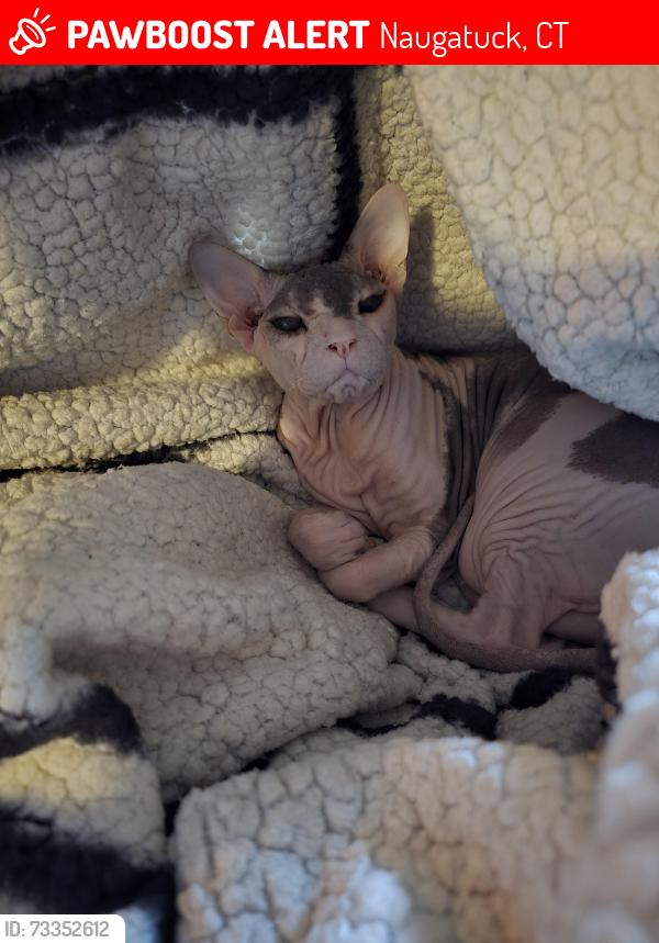 Lost Female Cat last seen Maple St (near High St), Naugatuck, CT 06770