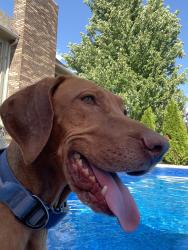 Lost Male Dog last seen Near Sunset Dr Joplin Mo, Joplin, MO 64804