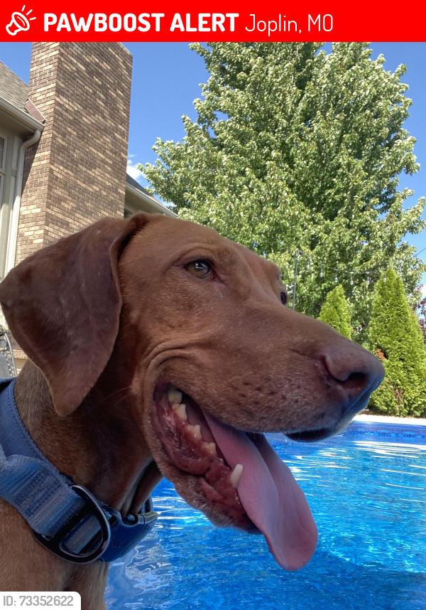 Lost Male Dog last seen Near Sunset Dr Joplin Mo, Joplin, MO 64804
