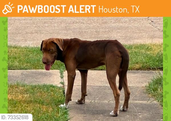 Found/Stray Male Dog last seen Quiet Place Drive, Houston, TX 77082