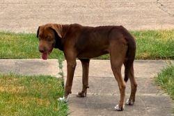 Found/Stray Male Dog last seen Quiet Place Drive, Houston, TX 77082