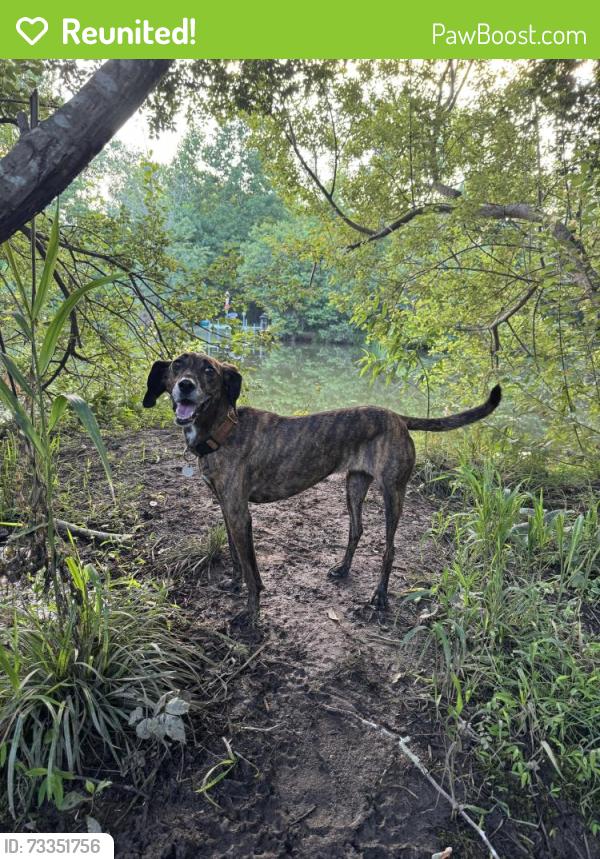 Reunited Female Dog last seen Merchant St; Oakley elementary, Asheville, NC 28803
