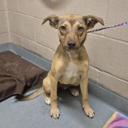 Shelter Stray Female Dog last seen , 2608 Center St, Tacoma, WA 98409, USA