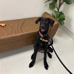 Shelter Stray Female Dog last seen , 361 S Raymond Ave, Pasadena, CA 91105, USA