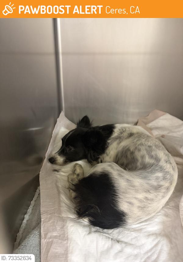 Found/Stray Female Dog last seen Roeding, Ceres, CA 95358