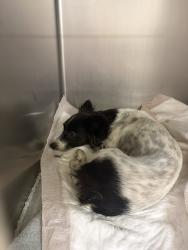 Found/Stray Female Dog last seen Roeding, Ceres, CA 95358