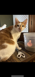 Reunited Male Cat last seen Jordan and lyle, Elgin, IL 60123