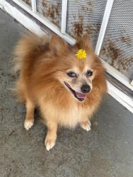 Lost Male Dog last seen Near 25th street, Birmingham, AL 35211