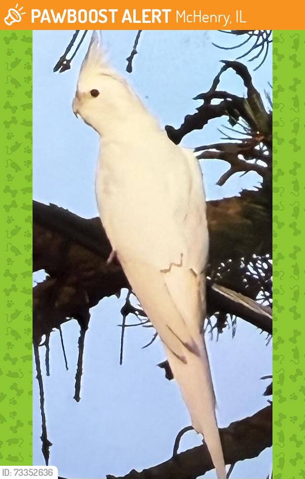 Found/Stray Unknown Bird last seen Near Hayden Dr, McHenry, Illinois 60051, McHenry, IL 60051