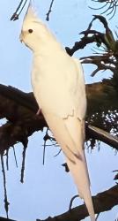 Found/Stray Unknown Bird last seen Near Hayden Dr, McHenry, Illinois 60051, McHenry, IL 60051