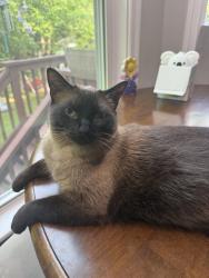 Lost Male Cat last seen weir hill, North Andover, MA 01845
