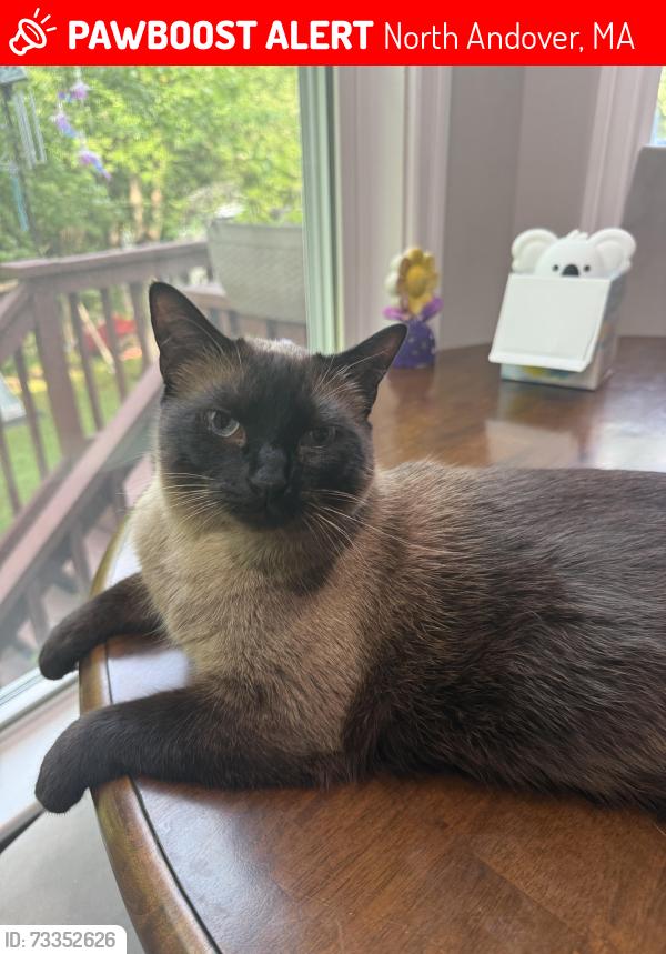 Lost Male Cat last seen weir hill, North Andover, MA 01845